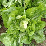 Jinlei Mustard Cabbage Seeds - Compact Heads, 60-70 Day Growth, High Market Value