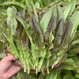 Jiemei Red Leaf Lettuce Seeds - Sweet & Tender, Crisp Leaves, High-Yielding, Fast-Growing, Disease Resistant Variety