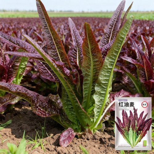 Jiemei Red Leaf Lettuce Seeds - Sweet & Tender, Crisp Leaves, High-Yielding, Fast-Growing, Disease Resistant Variety