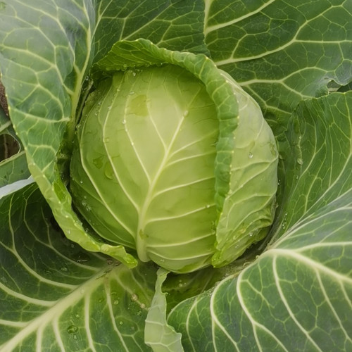 Iron Green 45 Cabbage Seeds - High Yield, Early Maturing, Premium Market Quality