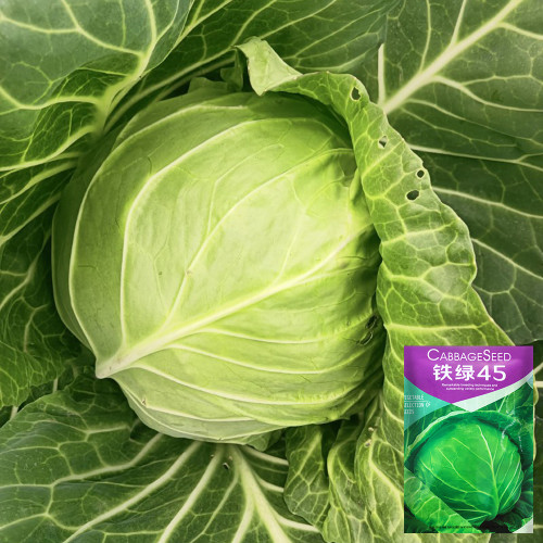 Iron Green 45 Cabbage Seeds - High Yield, Early Maturing, Premium Market Quality