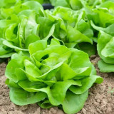 Jiemei Butter Leaf Lettuce Seeds - Early-Maturing, Crisp-Tender, Sweet Flavor, Fast-Growing & High-Yield
