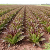 Jiemei Red Leaf Lettuce Seeds - Sweet & Tender, Crisp Leaves, High-Yielding, Fast-Growing, Disease Resistant Variety