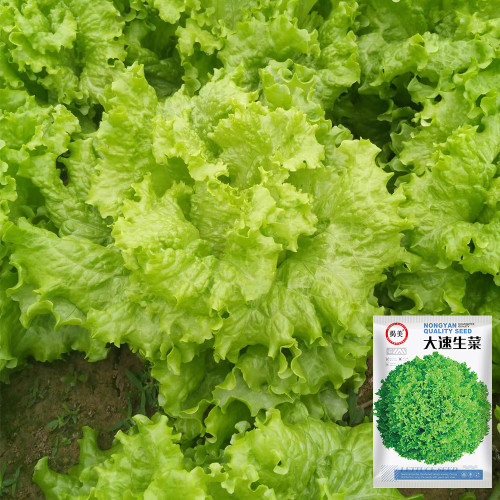 'Jiemei' Lettuce Seeds - Loose-Leaf, Fast-Growing, Heat & Cold Resistant