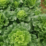 'Cuiqing 55' Qingmaye Chinese Cabbage Seeds - Deep Green Blades, Mid-Early Maturing, Disease Resistant, High Yield