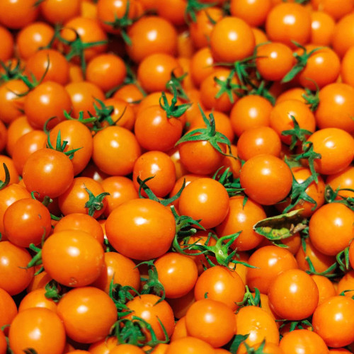 Golden Emperor Cherry Tomato Seeds - Early Maturing, High Yield, Disease Resistant, Excellent Flavor