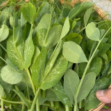 Jiemei Beardless Pea Shoots Seeds – Sweet, Crisp, Tender, Low-Fiber Variety for Extended Harvests & High Yield