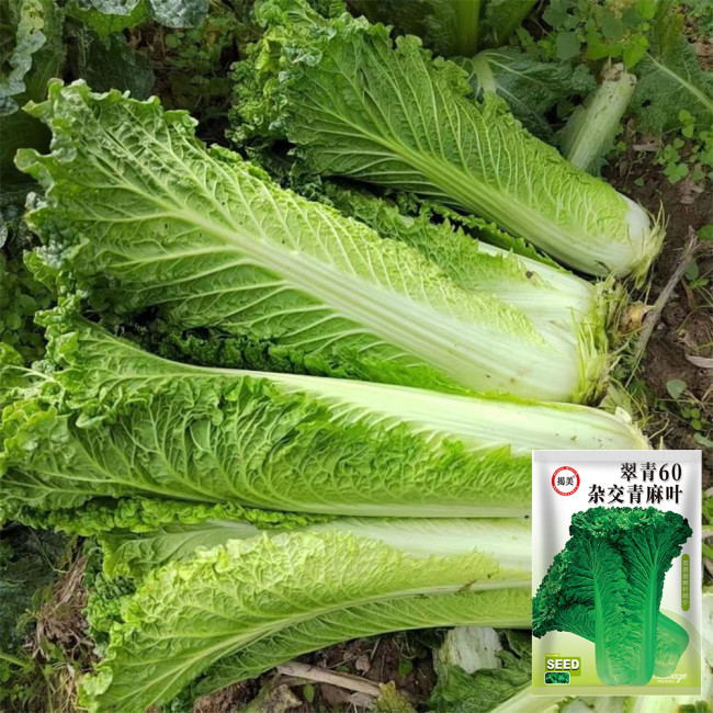 'Cuiqing 60' Qingmaye Chinese Cabbage Seeds - Compact, Tender, High-Yield, Disease-Resistant