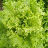 'Jiemei' Lettuce Seeds - Loose-Leaf, Fast-Growing, Heat & Cold Resistant