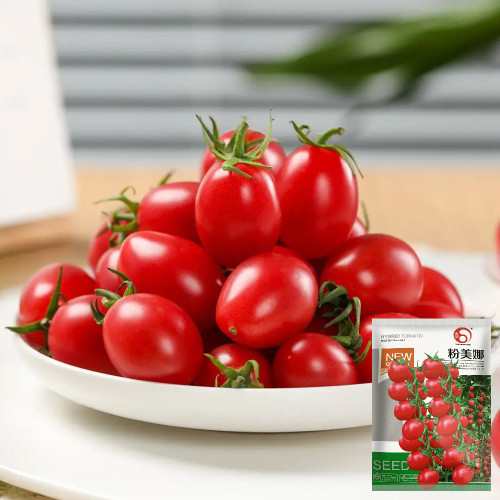 Fen Meina Cherry Tomato Seeds - Early Maturing, High Yield, Crack-Resistant, Excellent Transportability