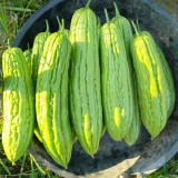 Jiemei No.5 Bitter Gourd Seeds - Vigorous Growth, Strong Adaptability, Mid-Early Hybrid Variety