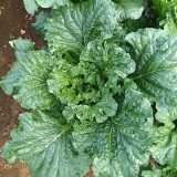 'Cuiqing 55' Qingmaye Chinese Cabbage Seeds - Deep Green Blades, Mid-Early Maturing, Disease Resistant, High Yield