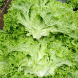 'Jiemei' Lettuce Seeds - Loose-Leaf, Fast-Growing, Heat & Cold Resistant