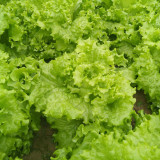 'Jiemei' Lettuce Seeds - Loose-Leaf, Fast-Growing, Heat & Cold Resistant