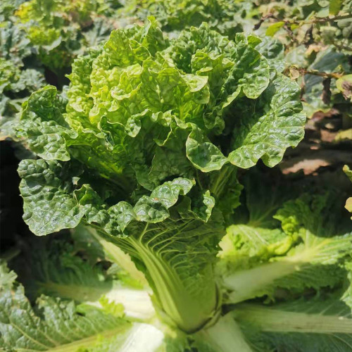 'Cuiqing 55' Qingmaye Chinese Cabbage Seeds - Deep Green Blades, Mid-Early Maturing, Disease Resistant, High Yield