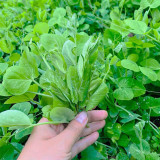 Jiemei Beardless Pea Shoots Seeds – Sweet, Crisp, Tender, Low-Fiber Variety for Extended Harvests & High Yield