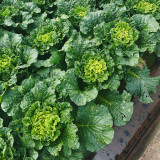 'Cuiqing 60' Qingmaye Chinese Cabbage Seeds - Compact, Tender, High-Yield, Disease-Resistant