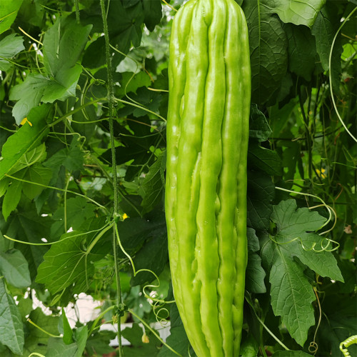 Jiemei No.5 Bitter Gourd Seeds - Vigorous Growth, Strong Adaptability, Mid-Early Hybrid Variety