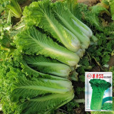 'Cuiqing 55' Qingmaye Chinese Cabbage Seeds - Deep Green Blades, Mid-Early Maturing, Disease Resistant, High Yield