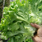 'Jiemei' Lettuce Seeds - Loose-Leaf, Fast-Growing, Heat & Cold Resistant