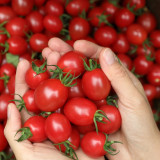 Fen Meina Cherry Tomato Seeds - Early Maturing, High Yield, Crack-Resistant, Excellent Transportability