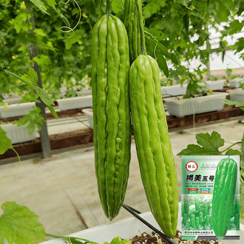 Jiemei No.5 Bitter Gourd Seeds - Vigorous Growth, Strong Adaptability, Mid-Early Hybrid Variety