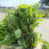 Jiemei Beardless Pea Shoots Seeds – Sweet, Crisp, Tender, Low-Fiber Variety for Extended Harvests & High Yield