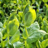 Jiemei Beardless Pea Shoots Seeds – Sweet, Crisp, Tender, Low-Fiber Variety for Extended Harvests & High Yield