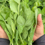 Jiemei Beardless Pea Shoots Seeds – Sweet, Crisp, Tender, Low-Fiber Variety for Extended Harvests & High Yield