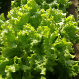 'Jiemei' Lettuce Seeds - Loose-Leaf, Fast-Growing, Heat & Cold Resistant