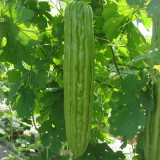Jiemei No.5 Bitter Gourd Seeds - Vigorous Growth, Strong Adaptability, Mid-Early Hybrid Variety