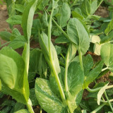 Jiemei Beardless Pea Shoots Seeds – Sweet, Crisp, Tender, Low-Fiber Variety for Extended Harvests & High Yield