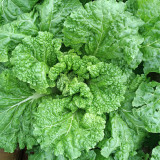 'Cuiqing 55' Qingmaye Chinese Cabbage Seeds - Deep Green Blades, Mid-Early Maturing, Disease Resistant, High Yield