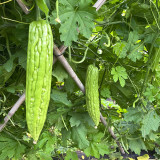 Jiemei No.5 Bitter Gourd Seeds - Vigorous Growth, Strong Adaptability, Mid-Early Hybrid Variety