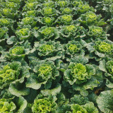 'Cuiqing 60' Qingmaye Chinese Cabbage Seeds - Compact, Tender, High-Yield, Disease-Resistant