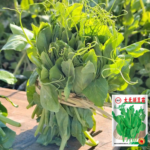 Jiemei Beardless Pea Shoots Seeds – Sweet, Crisp, Tender, Low-Fiber Variety for Extended Harvests & High Yield