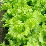 'Jiemei' Lettuce Seeds - Loose-Leaf, Fast-Growing, Heat & Cold Resistant