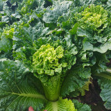 'Cuiqing 60' Qingmaye Chinese Cabbage Seeds - Compact, Tender, High-Yield, Disease-Resistant