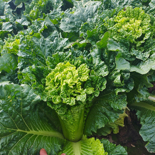 'Cuiqing 60' Qingmaye Chinese Cabbage Seeds - Compact, Tender, High-Yield, Disease-Resistant