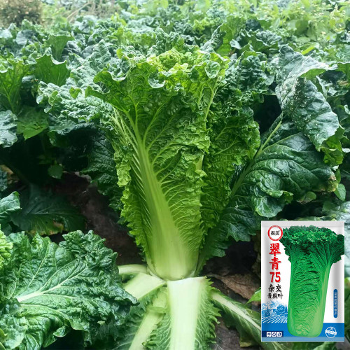 'Cuiqing 75' Qingmaye Chinese Cabbage Seeds - F1 Hybrid, Early-Maturing, Disease Resistance, Reliable Harvests