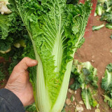 'Cuiqing 75' Qingmaye Chinese Cabbage Seeds - F1 Hybrid, Early-Maturing, Disease Resistance, Reliable Harvests
