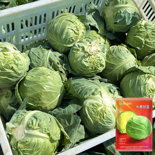 'Xingyou' Fruit Cabbage Seeds - Early-Maturing, High-Nutrient, Tender, Non-Fibrous Variety
