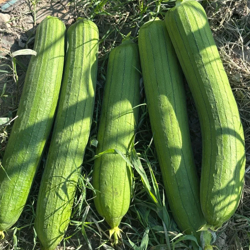 Yushuai Smooth Luffa Seeds - High Yield, Disease Resistant, Early-Maturing Hybrid Variety