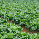 'Cuiqing 75' Qingmaye Chinese Cabbage Seeds - F1 Hybrid, Early-Maturing, Disease Resistance, Reliable Harvests