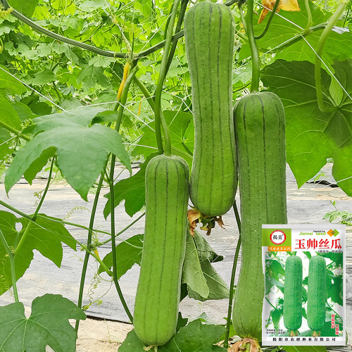 Yushuai Smooth Luffa Seeds - High Yield, Disease Resistant, Early-Maturing Hybrid Variety