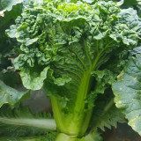 'Cuiqing 75' Qingmaye Chinese Cabbage Seeds - F1 Hybrid, Early-Maturing, Disease Resistance, Reliable Harvests
