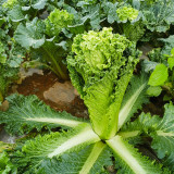 'Cuiqing 75' Qingmaye Chinese Cabbage Seeds - F1 Hybrid, Early-Maturing, Disease Resistance, Reliable Harvests