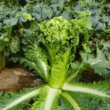 'Cuiqing 75' Qingmaye Chinese Cabbage Seeds - F1 Hybrid, Early-Maturing, Disease Resistance, Reliable Harvests
