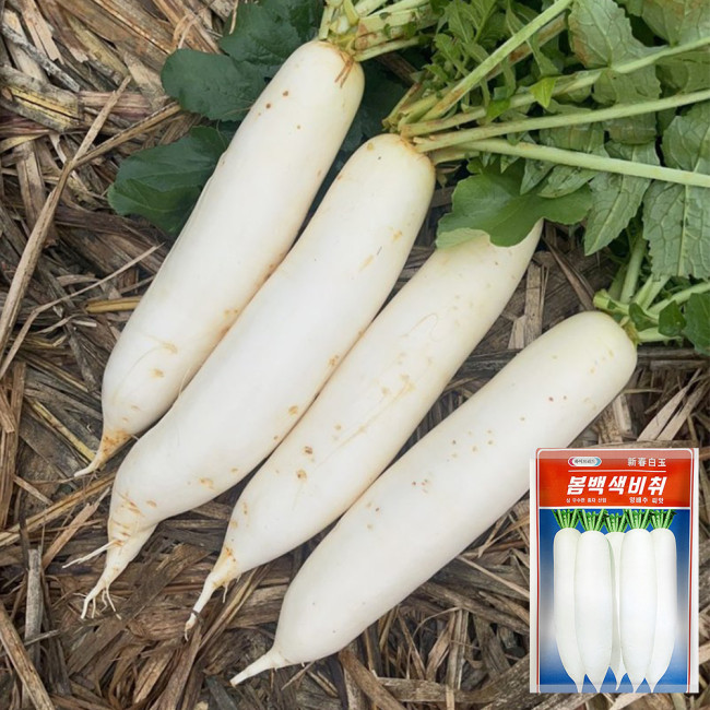 New White Jade Spring Radish Seeds | High-Yield, Fast-Growing, Sweet White Jade Radish Variety