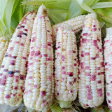 'Caitiannuo No. 6' Waxy Corn Seeds - Bicolor Corn, Sweet-Waxy Variety for Fresh Market